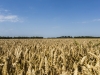 Natuurbeeld in de betuwe